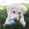 KONG Puppy Small - hvalpelegetøj til tyggeleg
