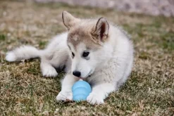 KONG Puppy Small - hvalpelegetøj til tyggeleg