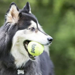 KONG Tennisbold Stor 8 cm med pivlyd - robust hundebold
