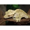 Kronegekko (Crested gecko) (Correlophus ciliatus) Han