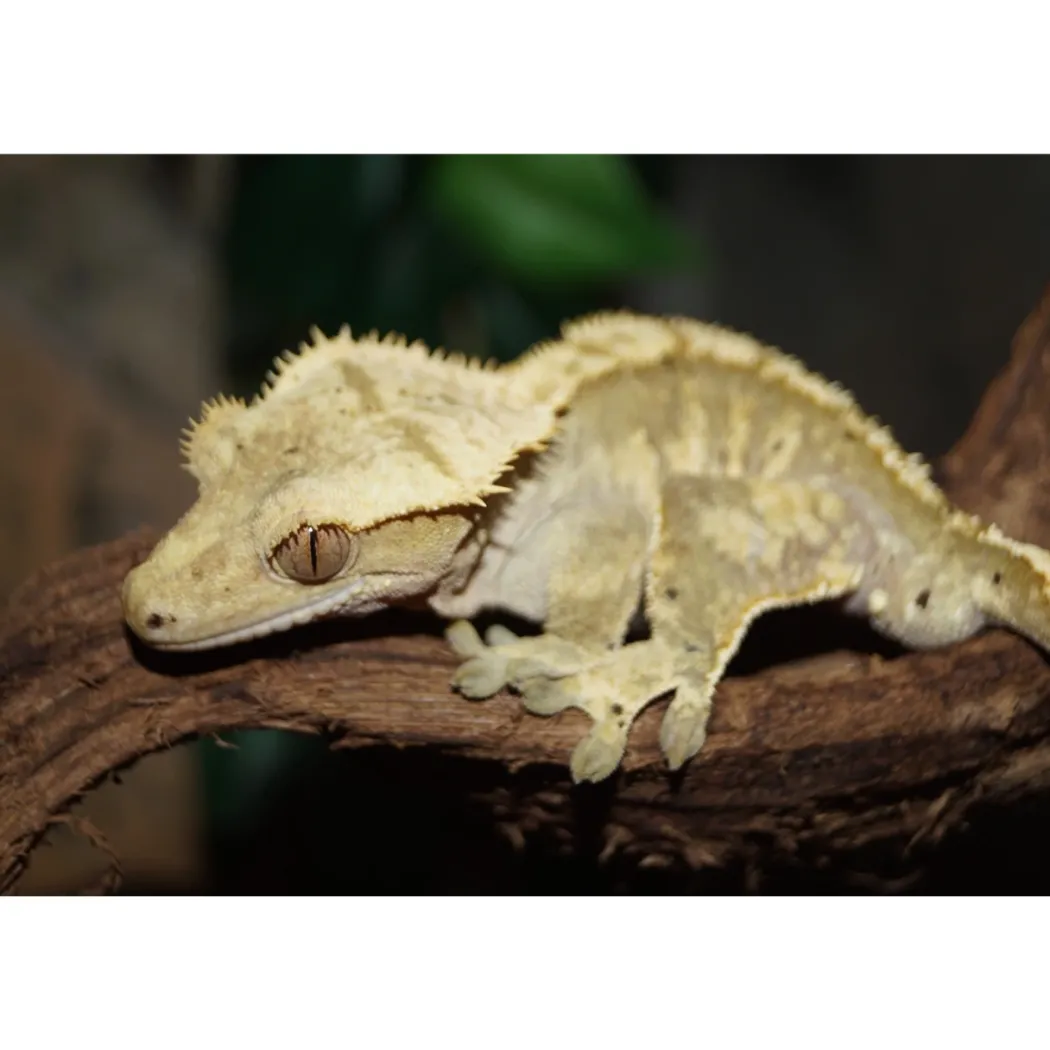 Kronegekko (Crested gecko) (Correlophus ciliatus) Han