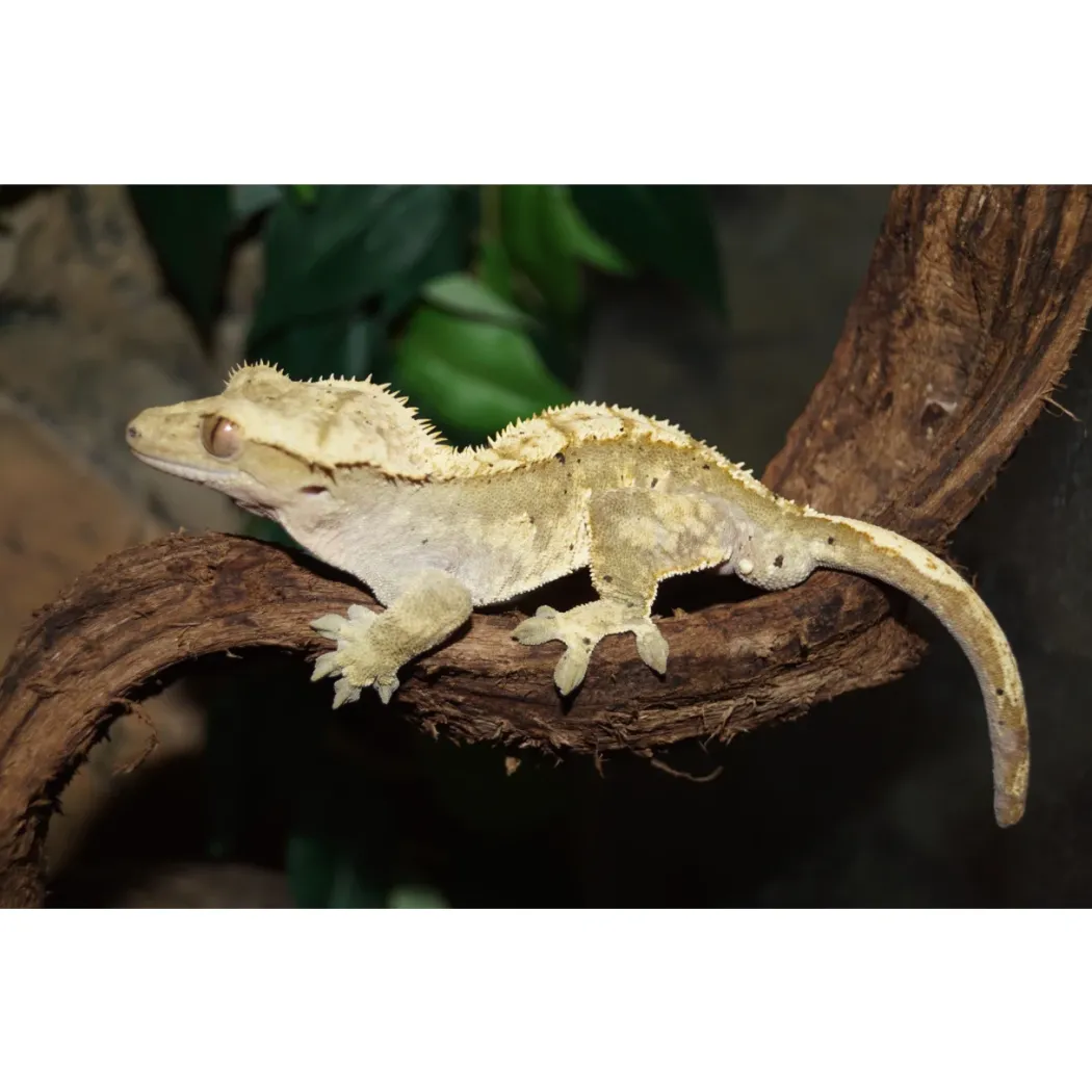 Kronegekko (Crested gecko) (Correlophus ciliatus) Han