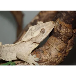 Kronegekko (Crested gecko) (Correlophus ciliatus) Han