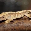Kronegekko unger Crested gecko (Correlophus ciliatus) unger mix