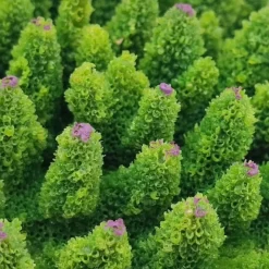 Kunstig koral Acropora millepora (Green)