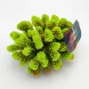 Kunstig koral Pocillopora verrucosa M (Green)