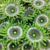 Kunstig koral Protopalythoa M (Green)