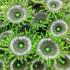 Kunstig koral Protopalythoa M (Green)
