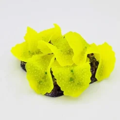 Kunstig koral Ulva lactuca (Yellow) 12x9x4 cm
