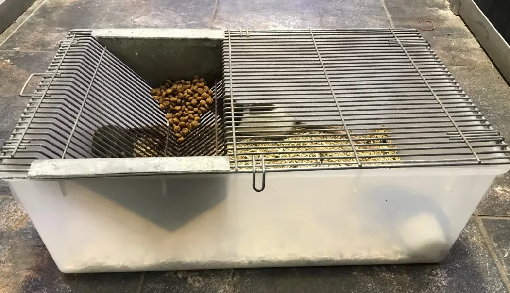Labbur 4 (rottebur) brugt