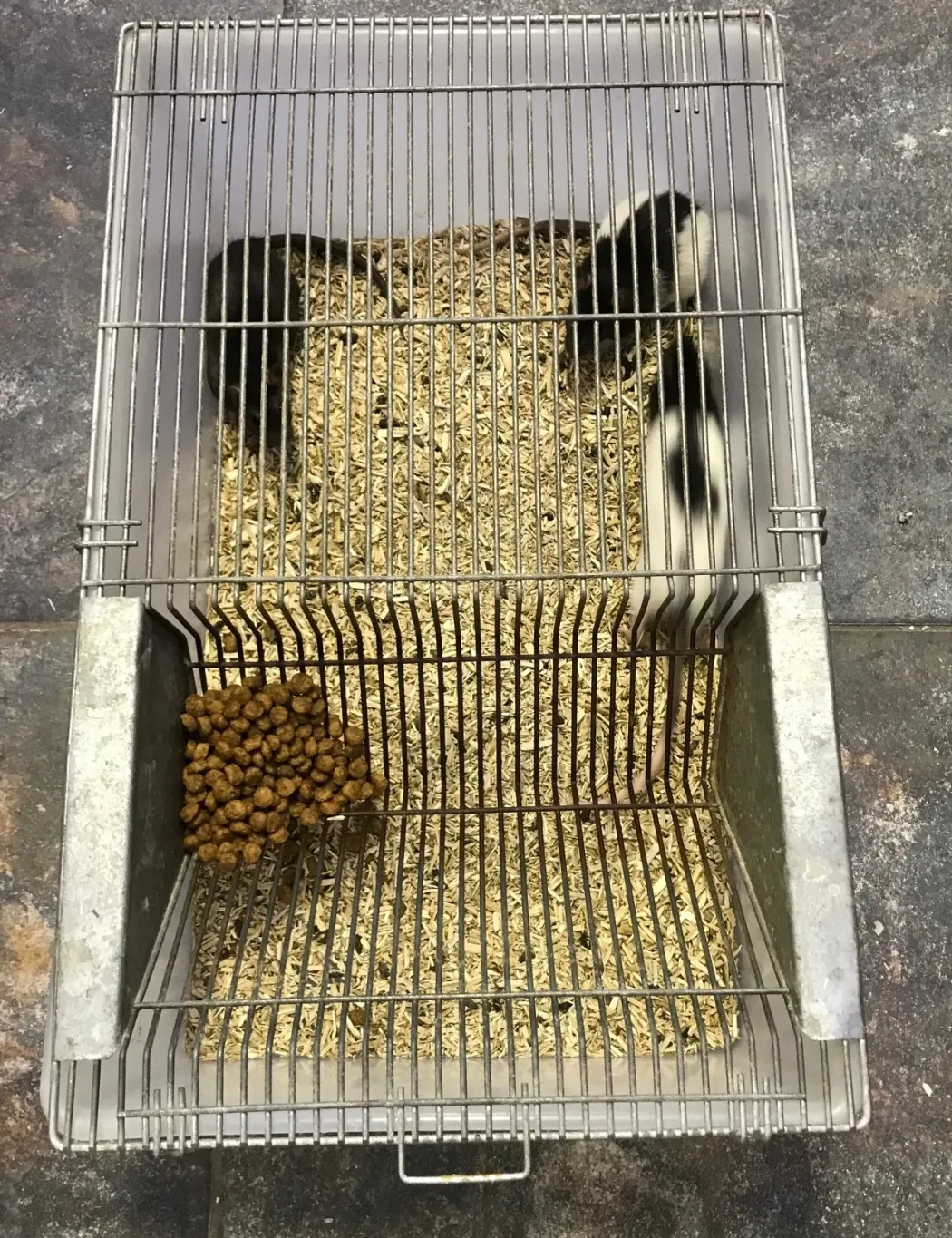Labbur 4 (rottebur) brugt