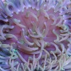 Langtentanklet anemone (Macrodactyla Metallic Long Tentacle)