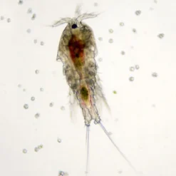 Levende Saltvands Copepods 90 ml