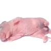 Levende rottepinkie