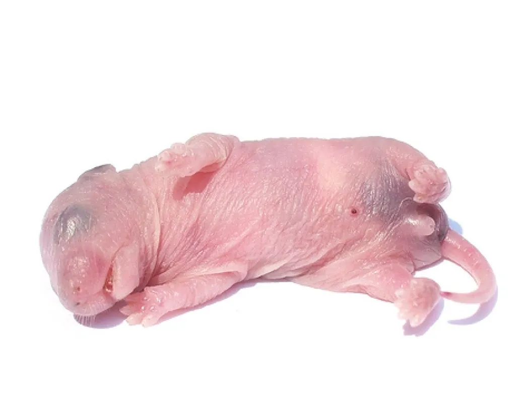 Levende rottepinkie