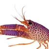 Lilla revhummer (Enoplometopus debelius)