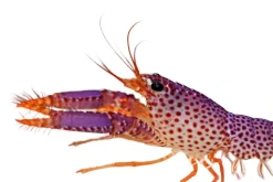 Lilla revhummer (Enoplometopus debelius)