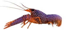 Lilla revhummer (Enoplometopus debelius)