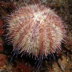 Lillakantet hvid søpindsvin (Centrstephanus sp.)