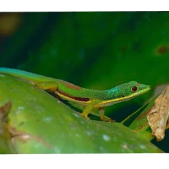 Lined Day Gecko (stripet Dag Gekko)