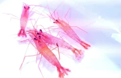 Lysmata wurdemanni