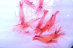 Lysmata wurdemanni