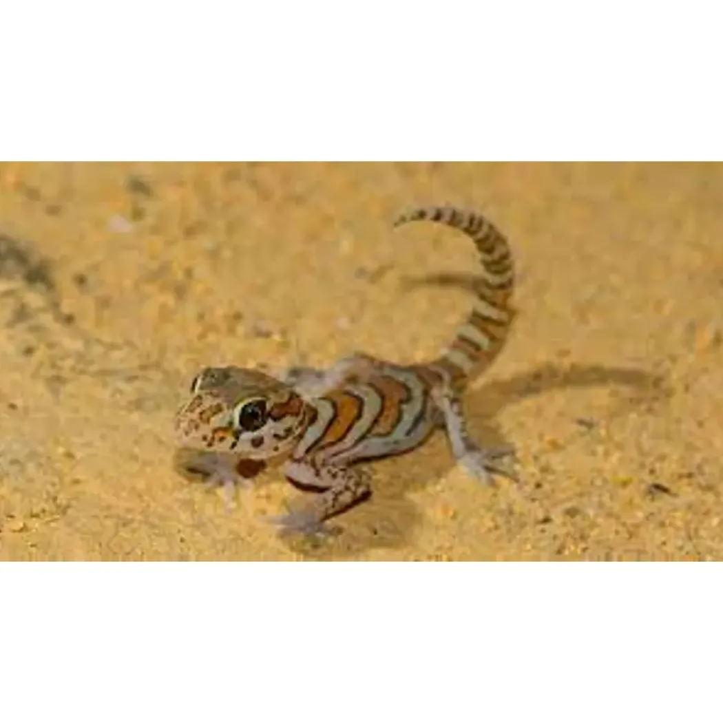 Madagaskar Markgecko Subadult - Paroedura picta