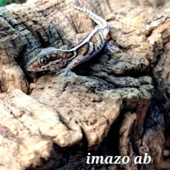 Madagaskar Markgecko Subadult - Paroedura picta