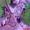 Maxspect Nano Tech Bio Plug 1000 stykker