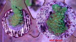 Maxspect Nano Tech Bio Plug 1000 stykker