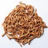 Melorme 100 gram (Tenebrio molitor)