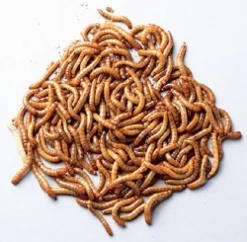 Melorme 100 gram (Tenebrio molitor)