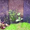 MiniZoo.dk Xaxim plade 50 x 12,5 x 1,5 cm