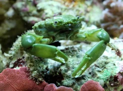 Mitrax Krabbe (Mithraculus sculptus)