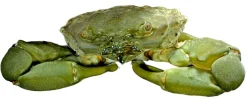 Mitrax Krabbe (Mithraculus sculptus)