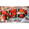Mælkesnog Lampropeltis Triangulum Sinaloa (unge)