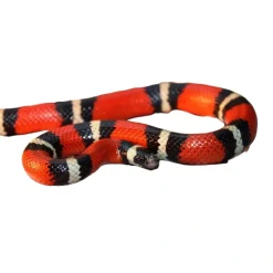 Mælkesnog Lampropeltis Triangulum Sinaloa (unge)
