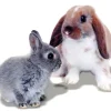 Mr Johnson Kaninfoder Advance Rabbit 1,5 kg
