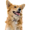 My Family Hundetegn All You Need Is Dog