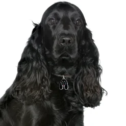 My Family Hundetegn Friends Cockerspaniel Sort