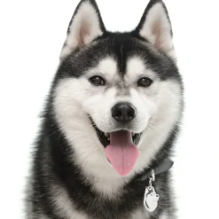 My Family Hundetegn Friends Siberian Husky Sort