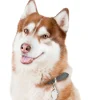 My Family Hundetegn Friends Siberian Husky Brun