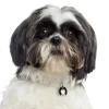 My Family Hundetegn Friends Shih Tzu Sort