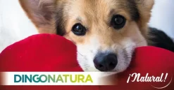 Natura Diet Hundefoder 4 x de bedste varianter