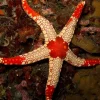 Neoferdina Spp søstjerne