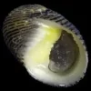 Nerita snegl (Nerita sp.)