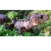 New guinea Caque Headed Skink (Tribolonotus Novaeguineae)