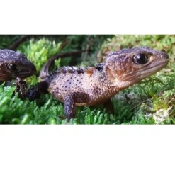 New guinea Caque Headed Skink (Tribolonotus Novaeguineae)