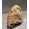 Nycaledonisk kæmpe gekko Moro - Rhacodactylus leachianus