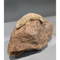 Nycaledonisk kæmpe gekko Moro - Rhacodactylus leachianus
